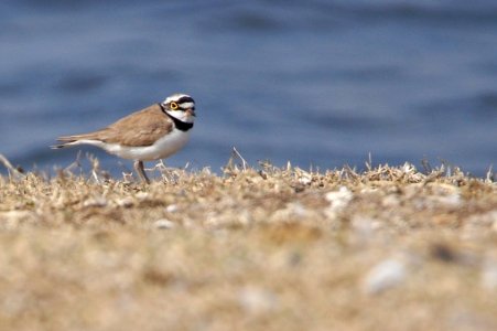 Little Ringed Plover