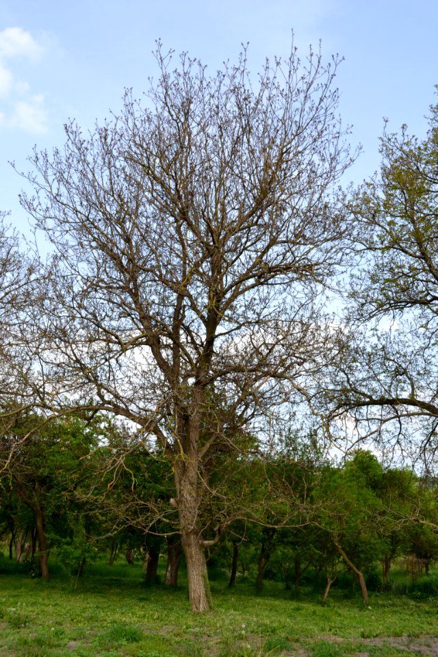 walnut