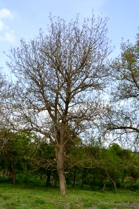 walnut