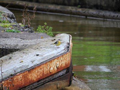 Grey Wagtail photo