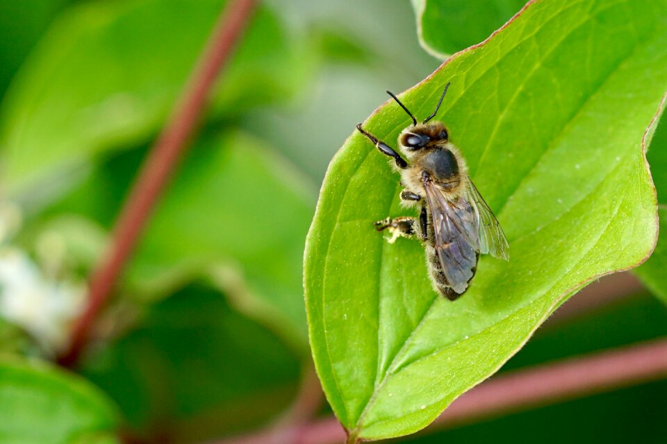 Leaf insect bee