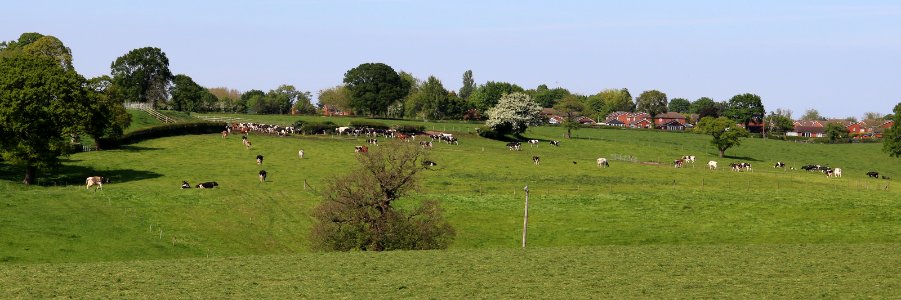 Milking Time photo