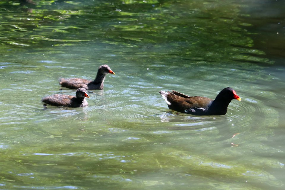 Moorhen Chicks. photo