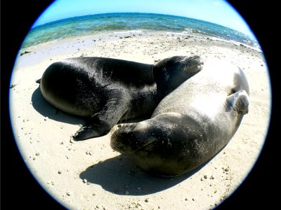 PMNM - monk seals on crab island