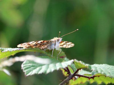 Painted Lady, Vanessa cardui