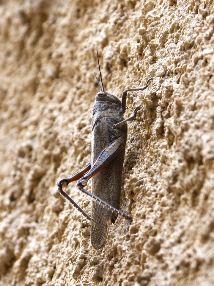 Lobster wall texture