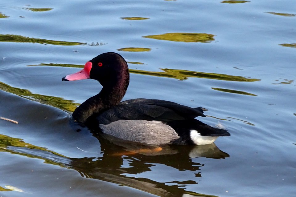 Rosy-billed Pochard