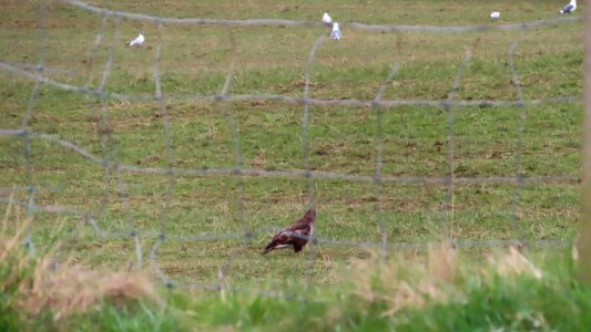 Buzzard photo