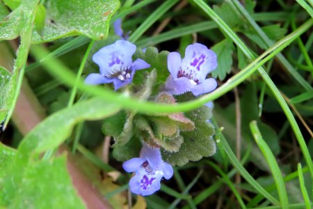 Glechoma hederacea