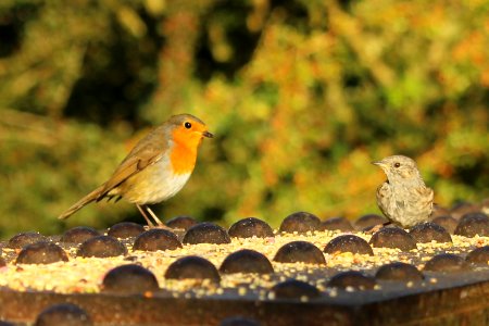 Robin and Dunnock photo