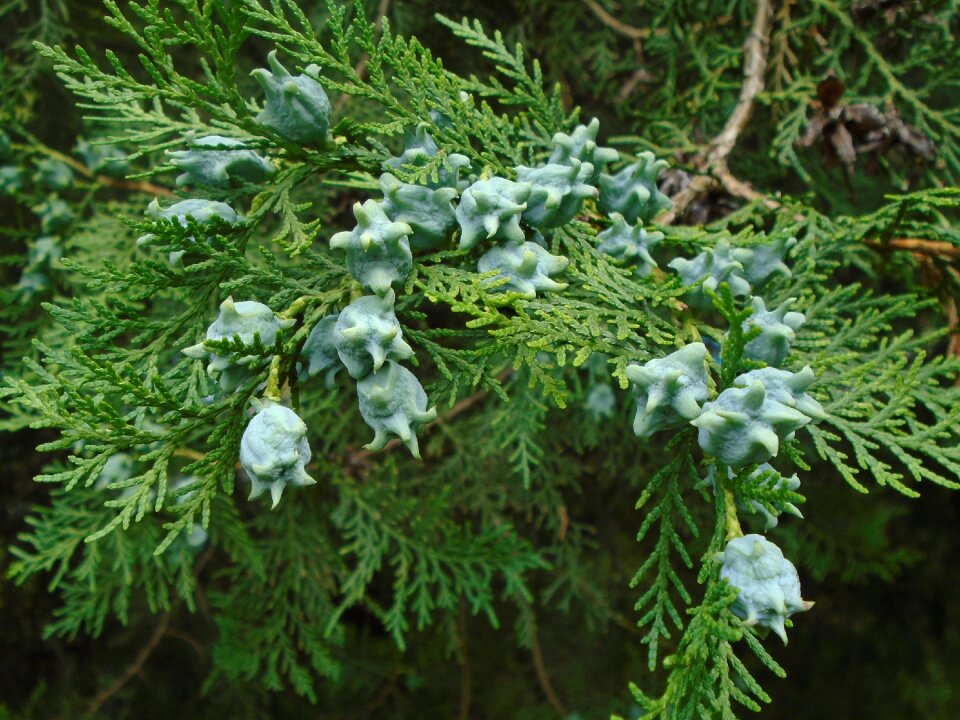 Shrub evergreen crop