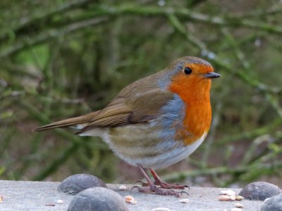 Trusting Robin.