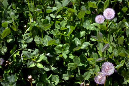 Dandelions and alfalfa