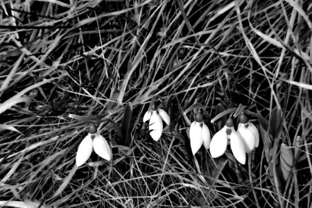 black and white photo