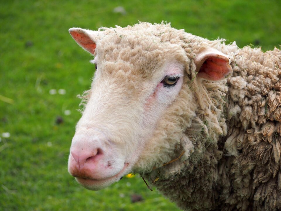 Marie antoinette garden sheep