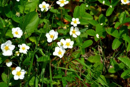 Flower of wild strawberry