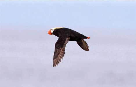 CBNMS - Tufted Puffin- Fratercula cirrhata (Alcidae) photo