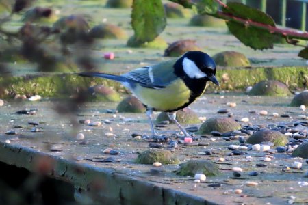 "What should I have first", says Great Tit