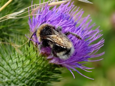 High Pollen Count
