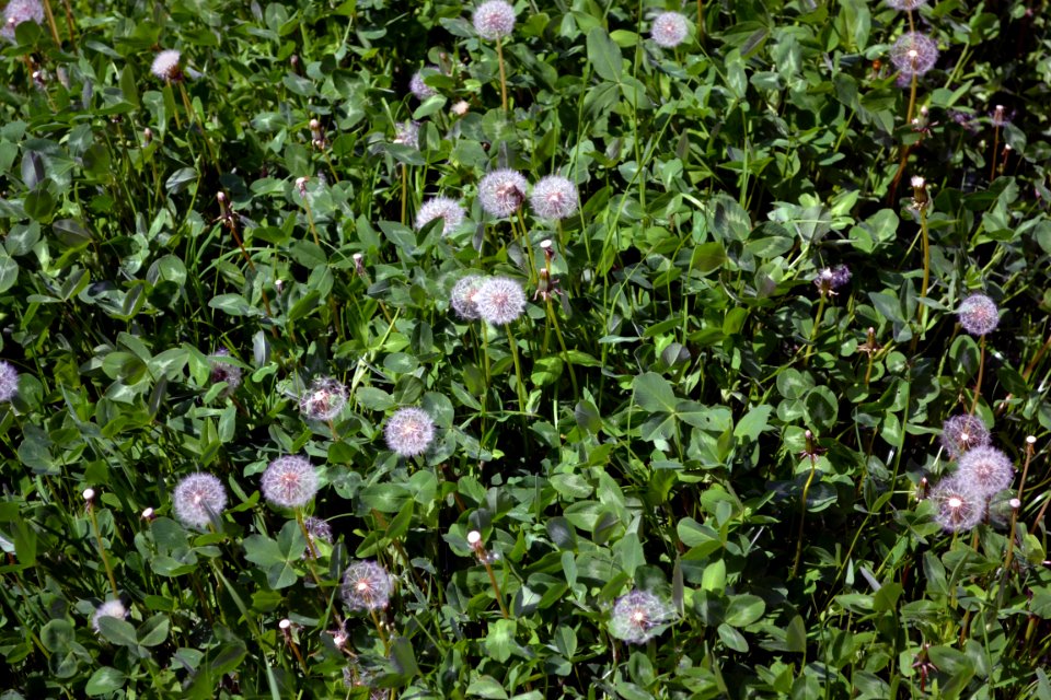 Dandelions and alfalfa