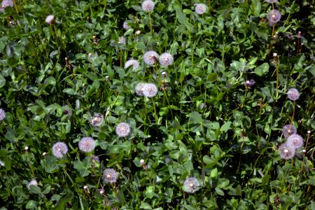 Dandelions and alfalfa