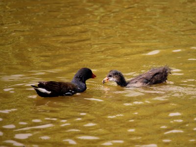 Mother & Child 1