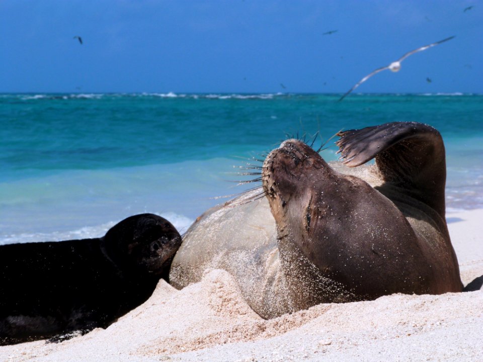 Hawaiian Monk Seals