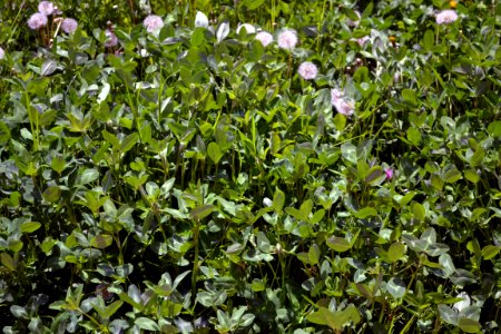 Dandelions and alfalfa