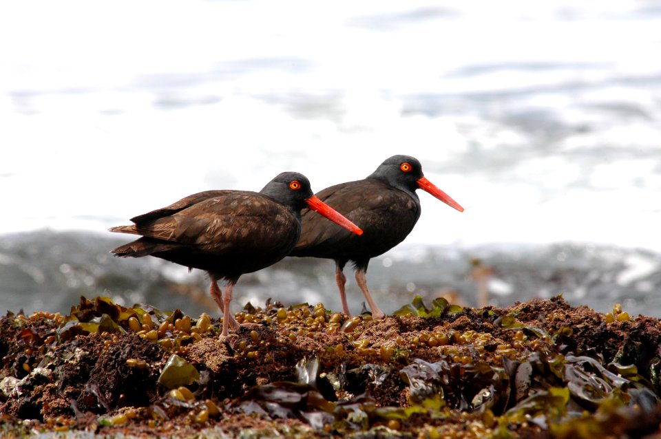 GFNMS -- Black Oystercatchers