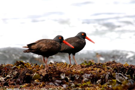 GFNMS -- Black Oystercatchers photo