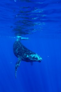 HIHWNMS - Humpback Whale photo