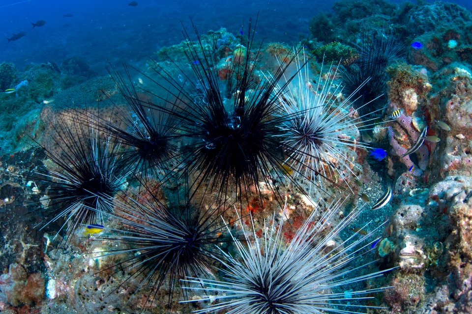 FGBNMS - Long Spined Sea Urchin