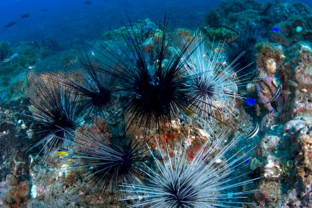 FGBNMS - Long Spined Sea Urchin photo