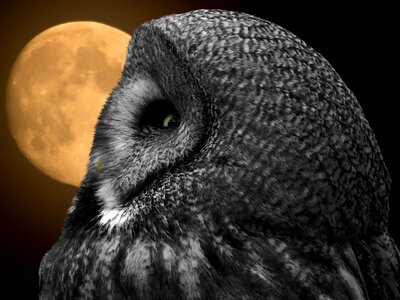 Plumage moon feather