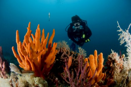 GRNMS - Diver On Reef photo