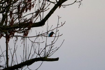It's a Kingfisher. photo