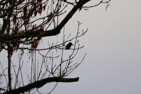 It's a Kingfisher.