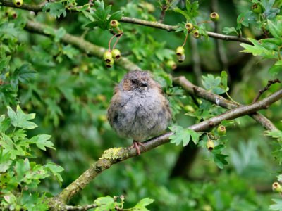 One-legged Dunnock photo