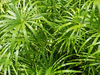 Plant green leaves river