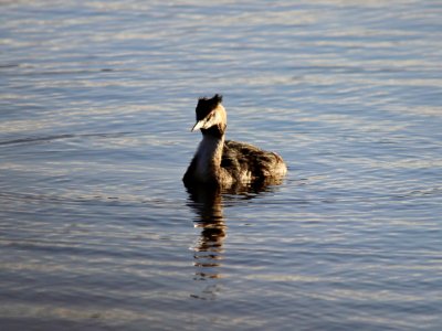 Great Crested Grebe photo