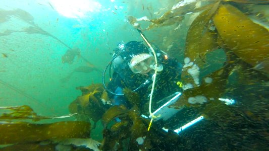 OCNMS - otter ecosystem survey - Chris Harvey diver - Nick Tolimeri NOAA NWFSC