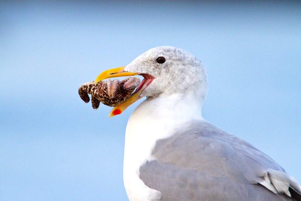 Western Gull Eating a Sea Star