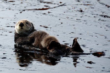 OCNMS - sea otter photo