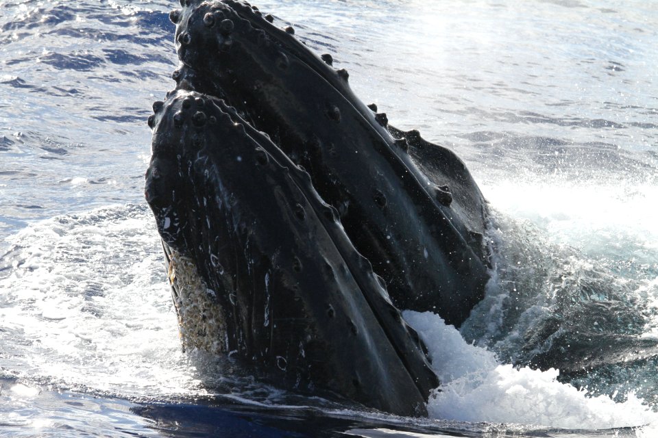 Humpback Whale photo