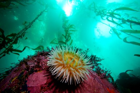 MBNMS - Anemone in Kelp photo
