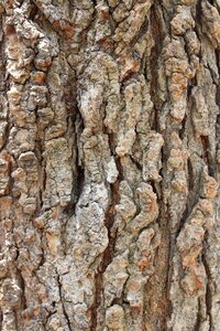 Wood texture trunk