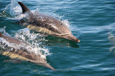 Common Dolphins