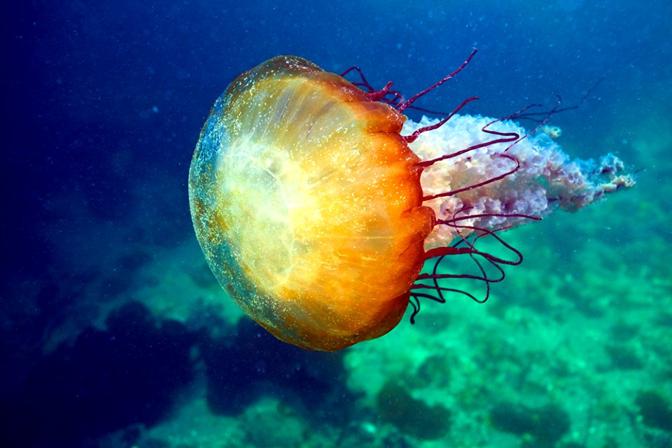 MBNMS - sea nettle Photo from Monterey Harbor. photo