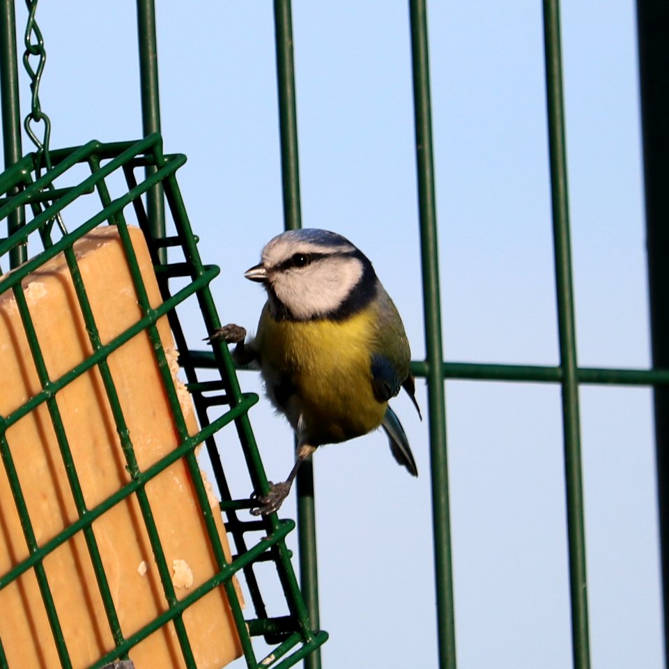 Blue Tit - Cyanistes caeruleus photo