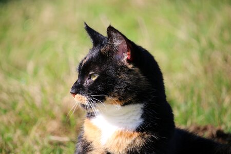 Mieze domestic cat cat face